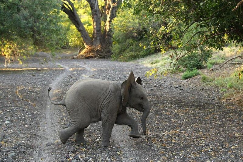 Baby Elephant Walking — Gray