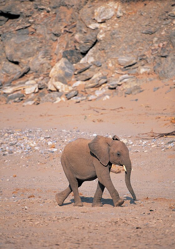 Baby elephant walking in desert