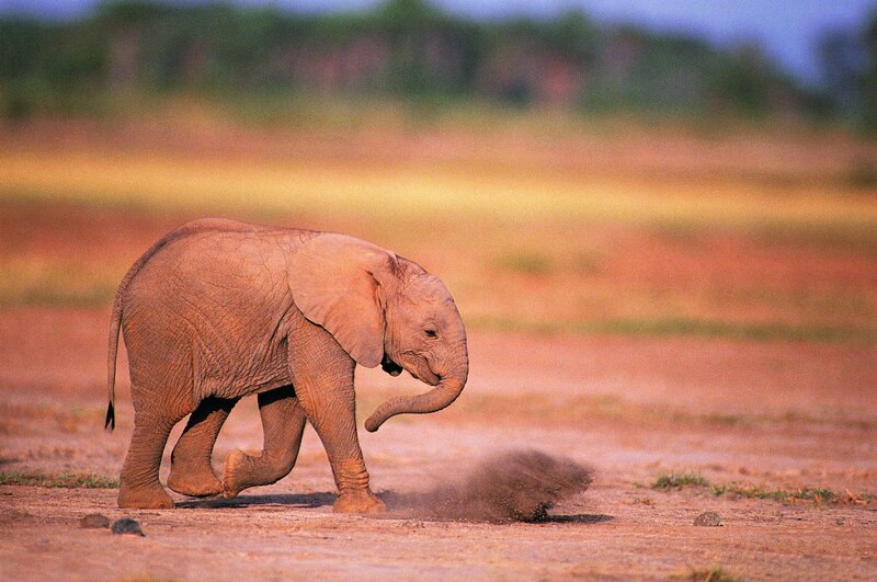 Baby elephant walking in dust