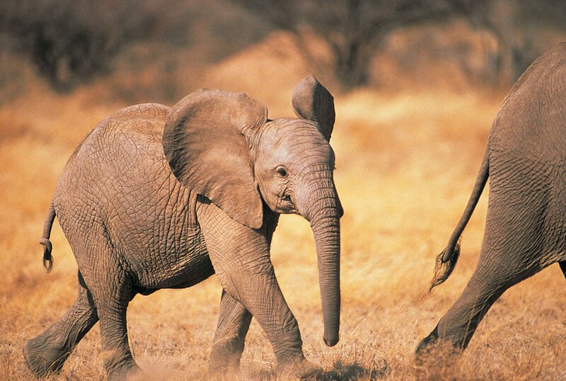 Baby elephant walking in savanna