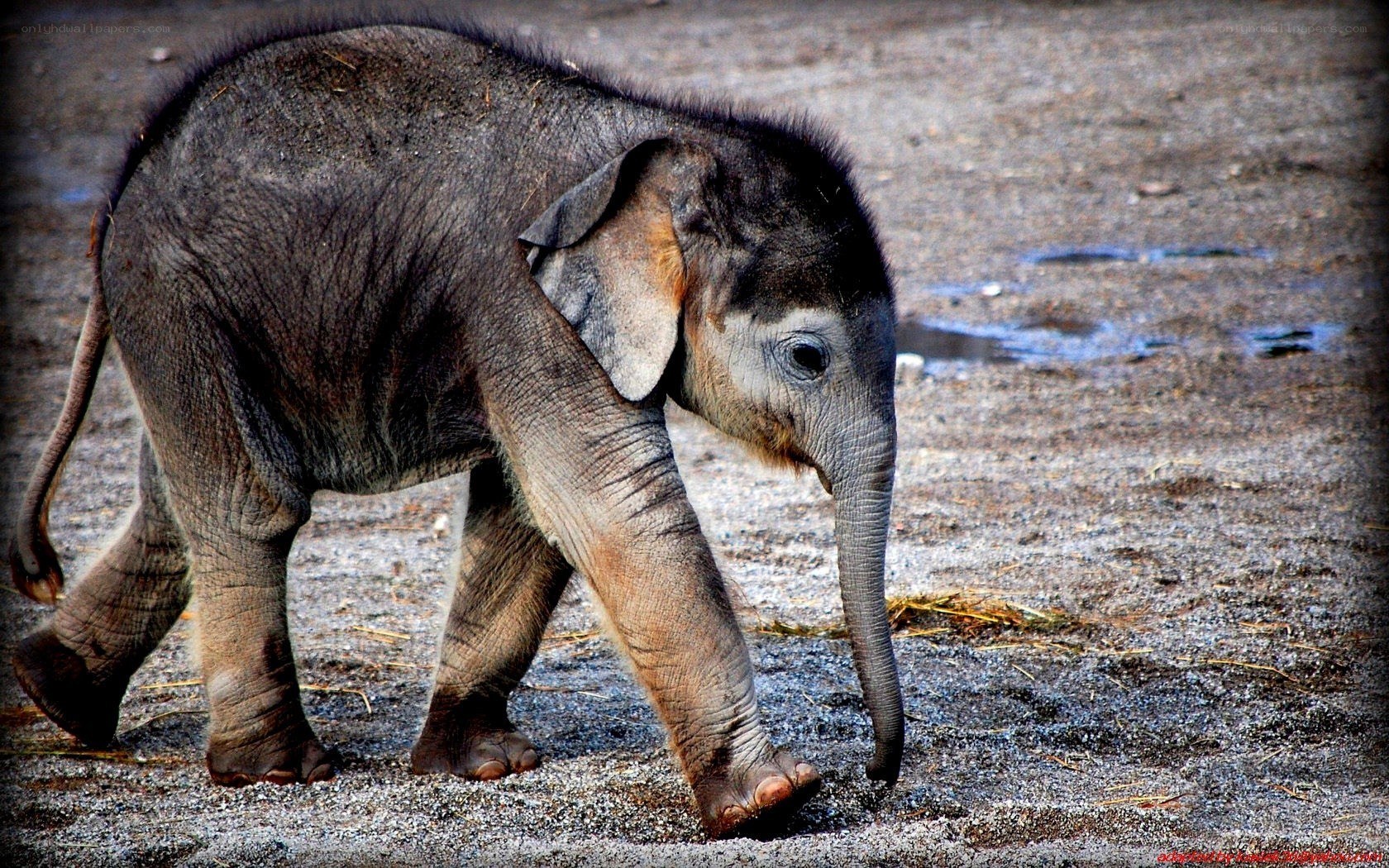 Baby elephant walking