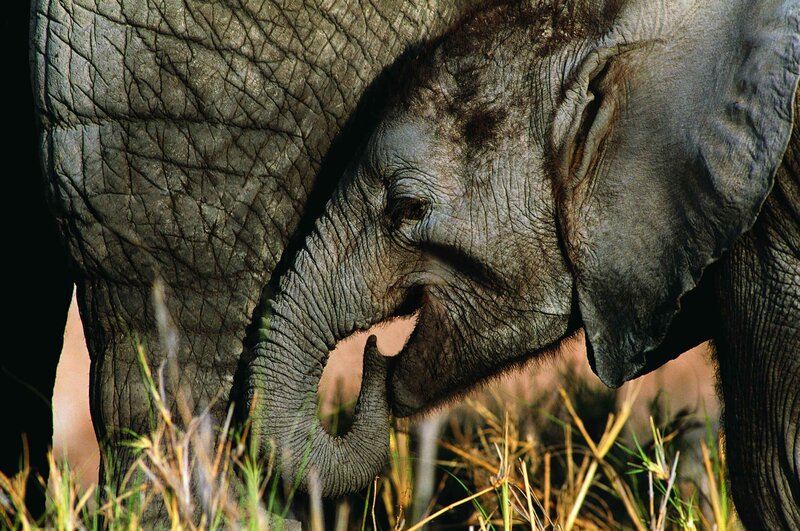 Baby elephant with adult
