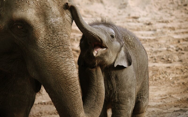 Baby elephant with adult