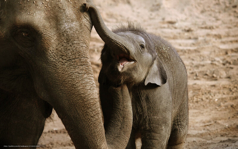 Baby elephant with adult elephant