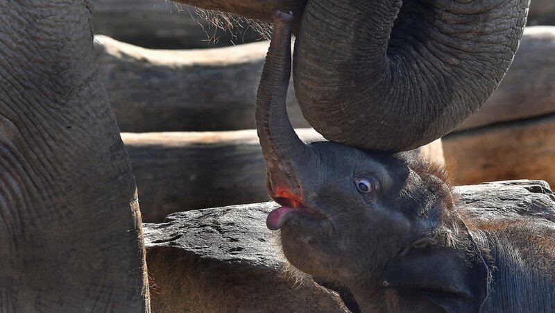 Baby Elephant with Adult — Gray