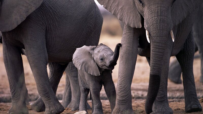 Baby elephant with adults