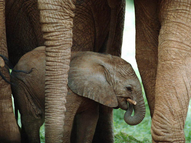 Baby elephant with adults