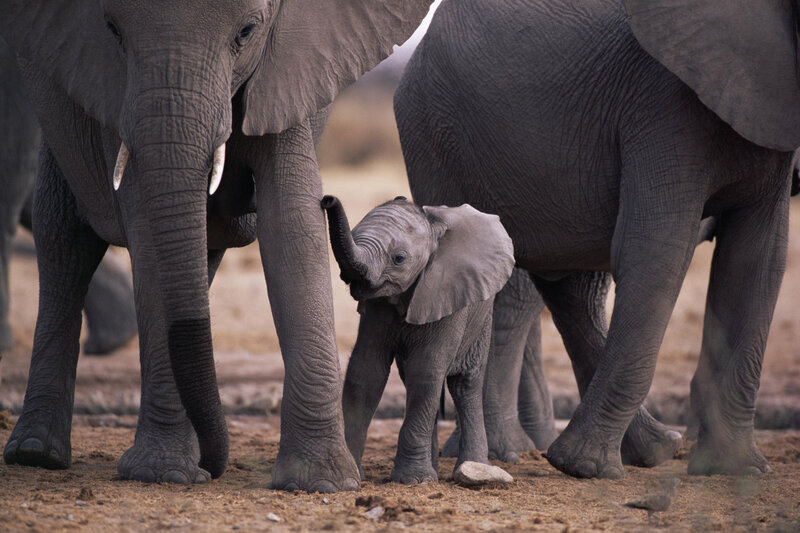 Baby elephant with adults