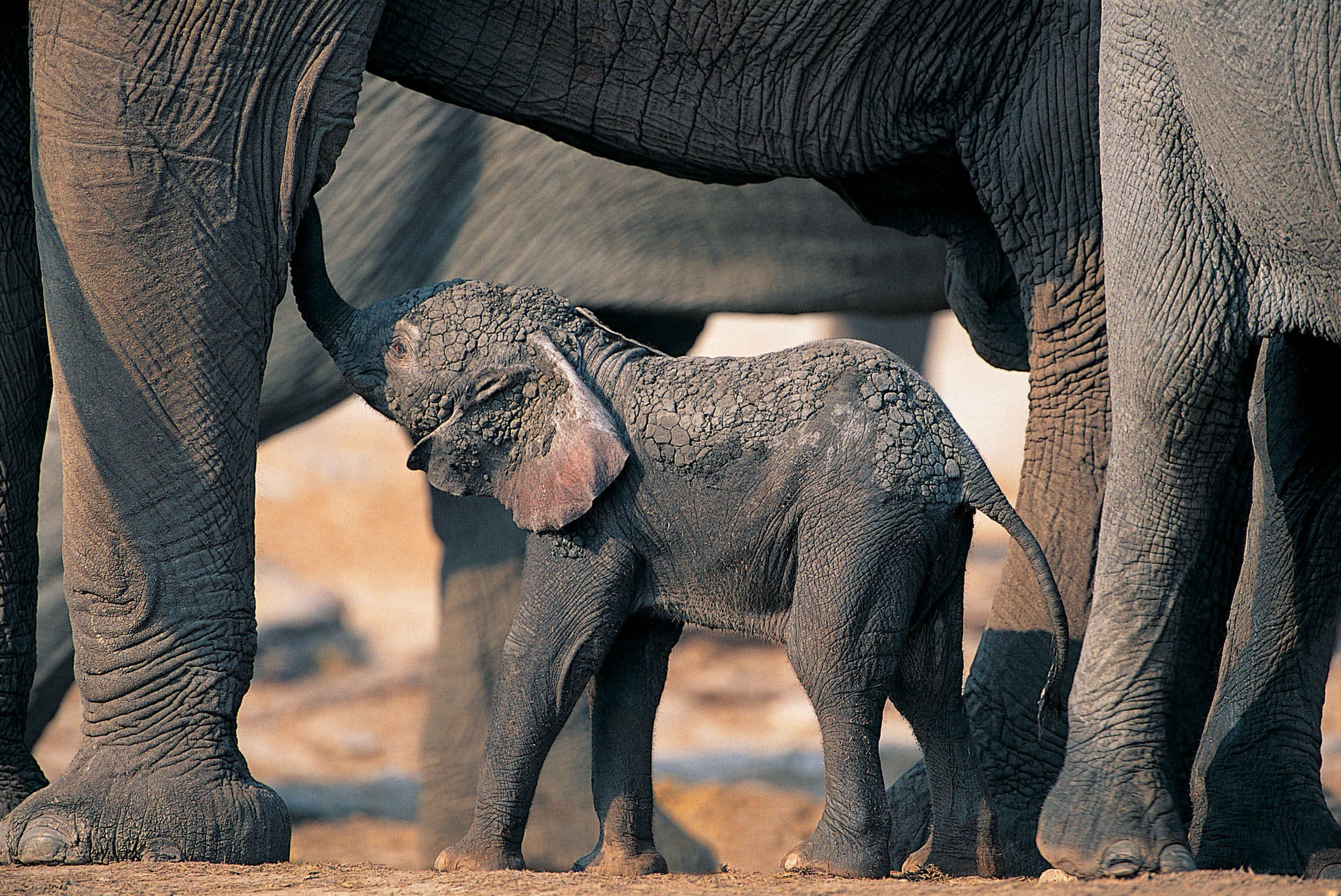 Baby elephant with adults