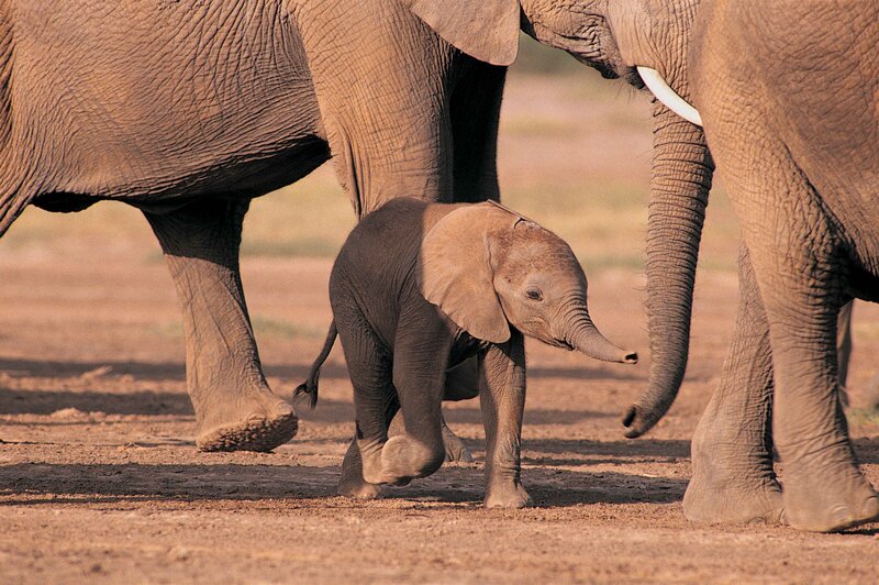 Baby elephant with adults
