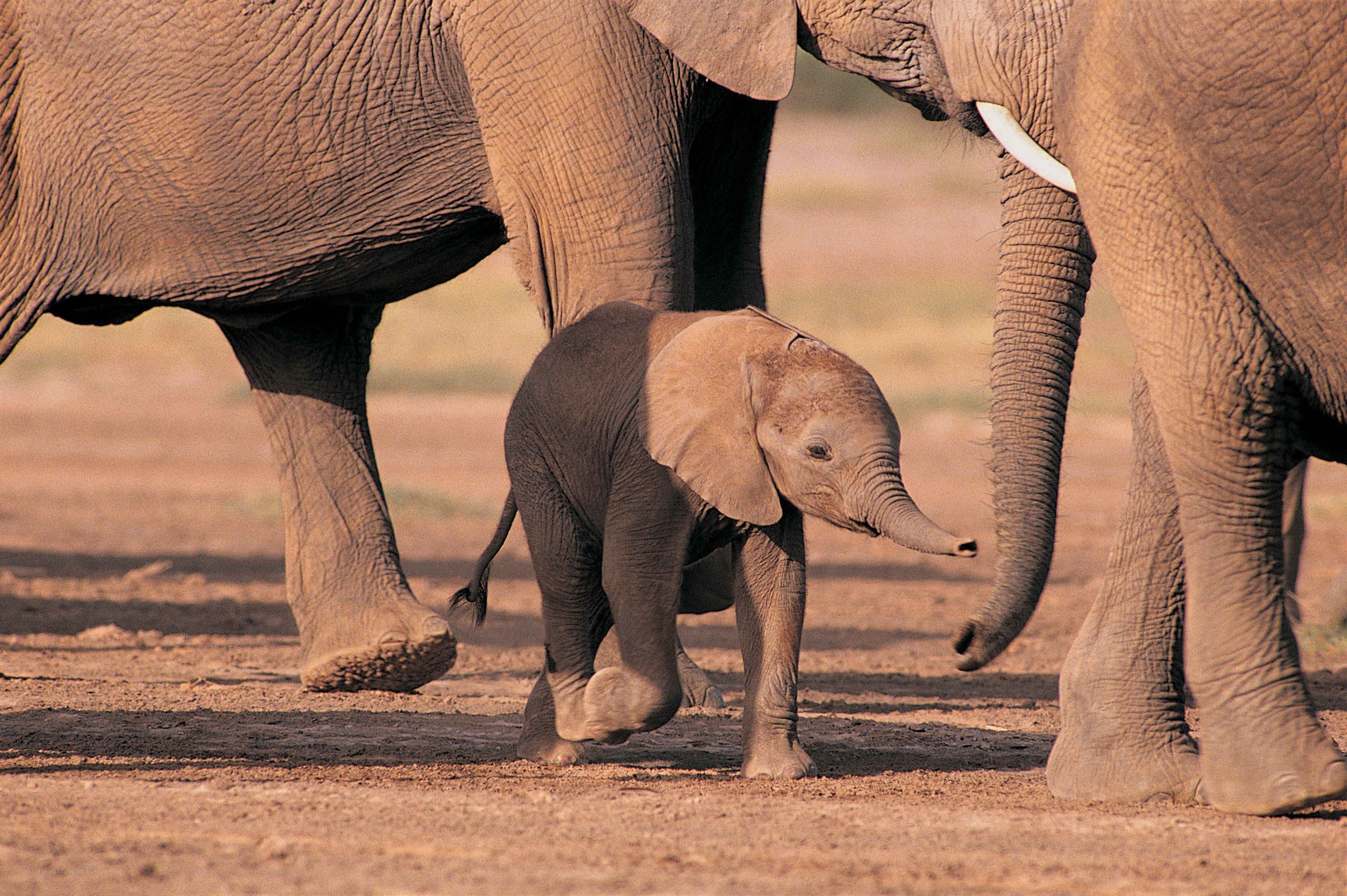 Baby elephant with adults