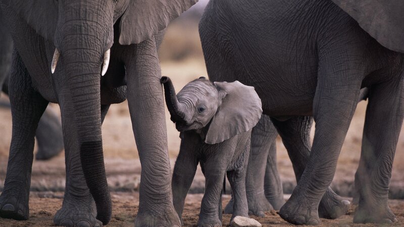 Baby elephant with adults