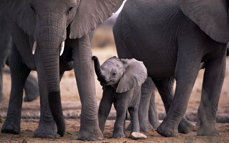 Baby elephant with adults