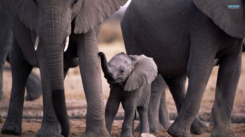 Baby elephant with adults