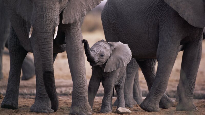 Baby Elephant with Adults — Gray, Calm, Photograph, Elephants, Dirt Ground, Legs, Brown