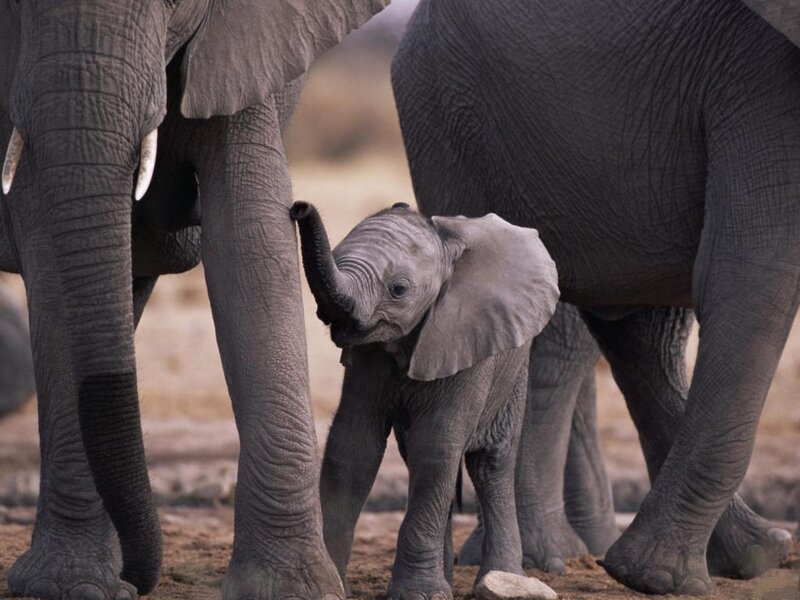Baby Elephant with Adults — Gray, Calm