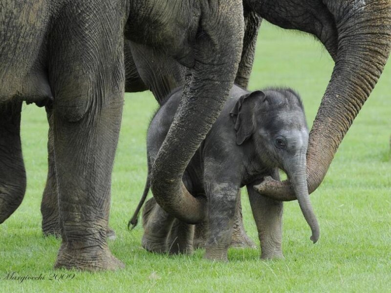 Baby Elephant with Adults — Green
