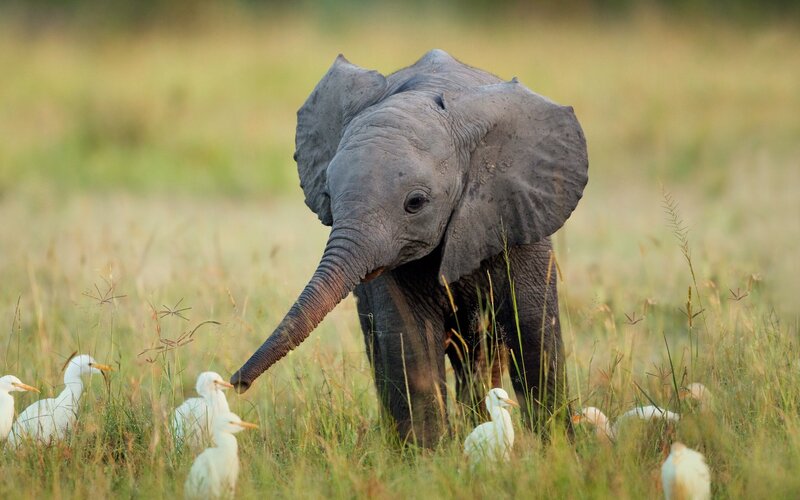 Baby elephant with birds