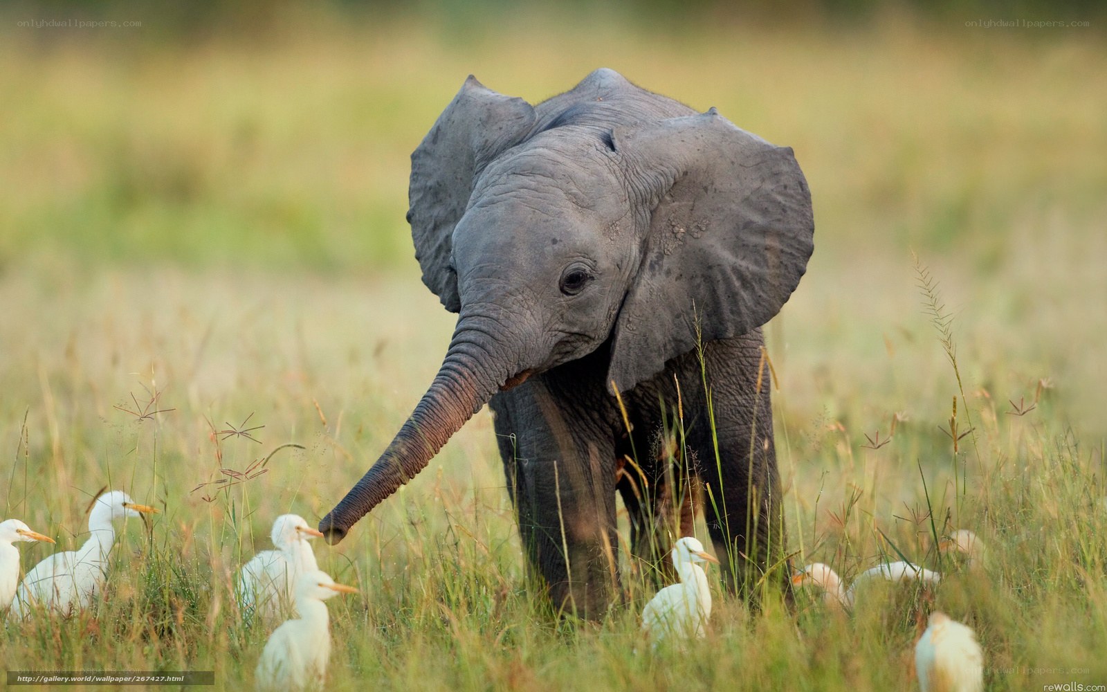 Baby elephant with birds