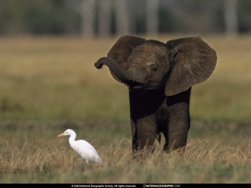 Baby elephant with egret in grassland