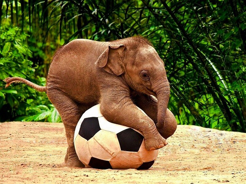 Baby Elephant with Soccer Ball
