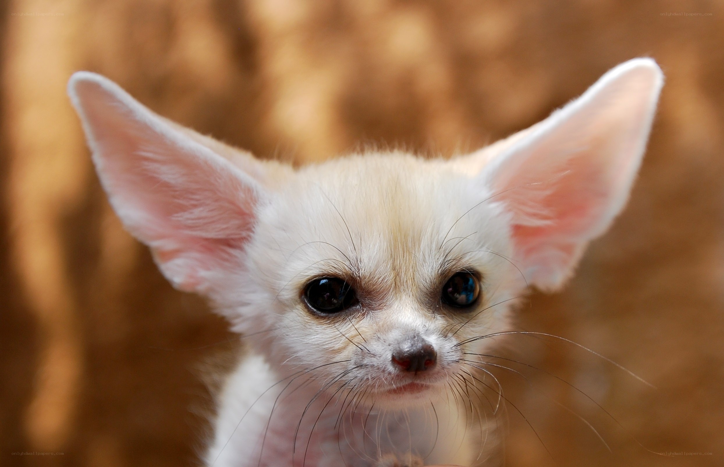Baby fennec fox close-up