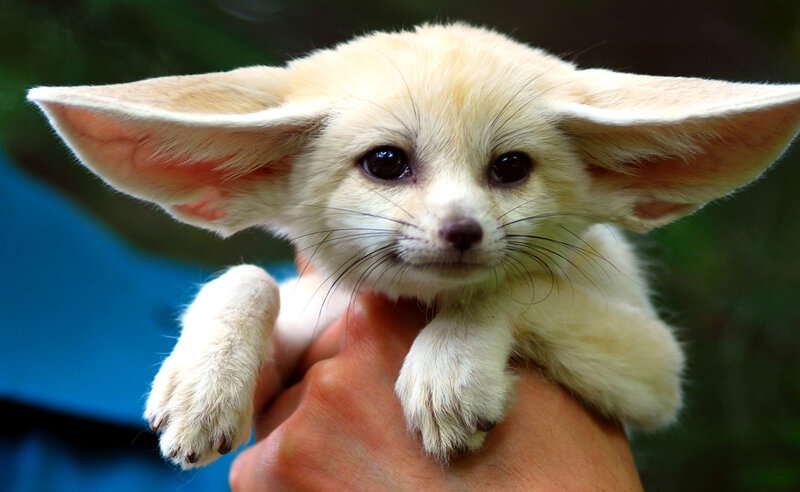 Baby fennec fox held in hand