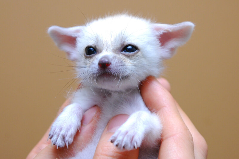 Baby fennec fox in hands