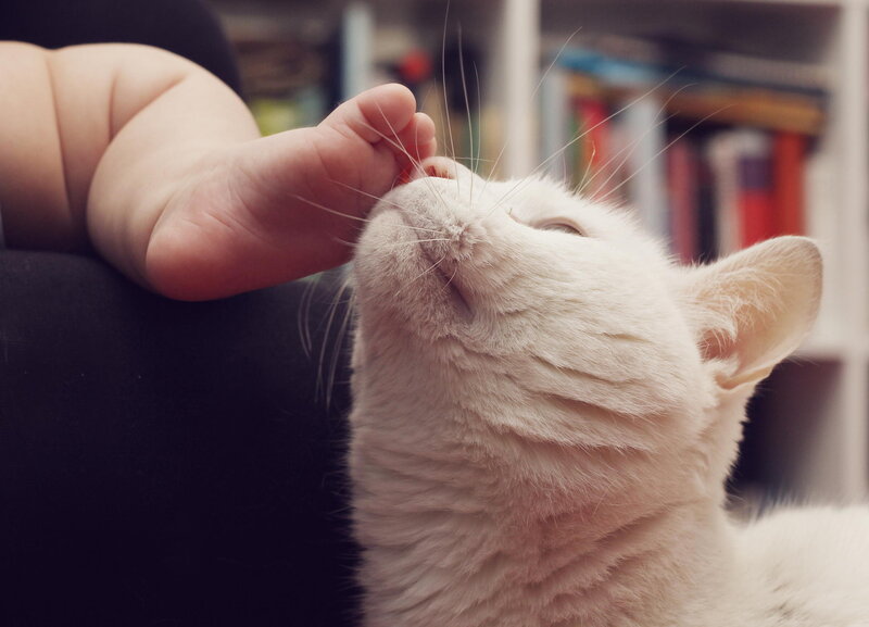 Baby Foot Touching Cat