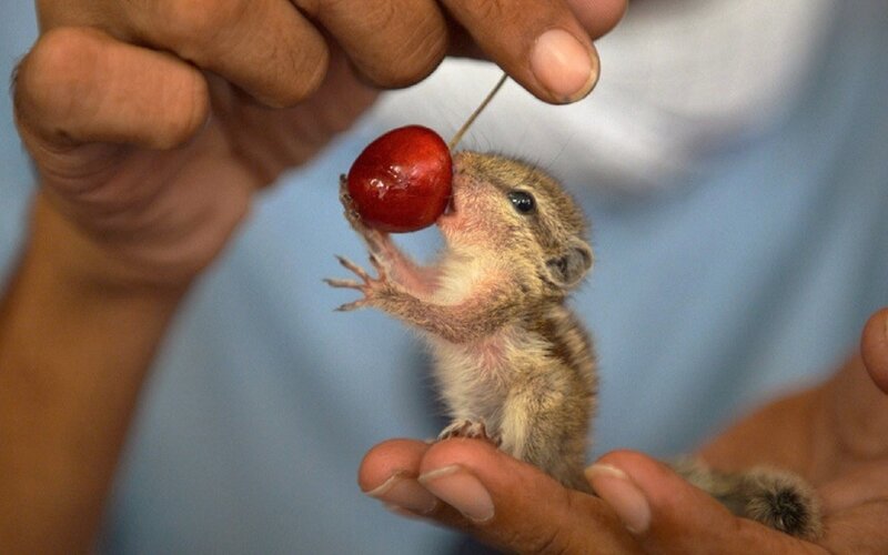 Baby Gerbil Eating Cherry