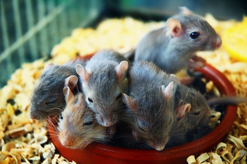 baby gerbils in a bowl