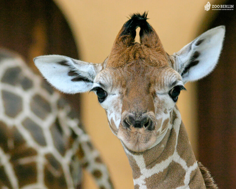 Baby giraffe at Zoo Berlin