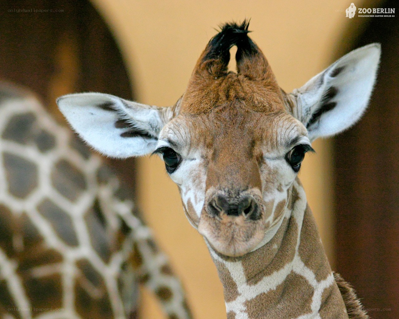 Baby giraffe at Zoo Berlin