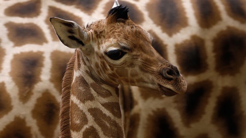 Baby giraffe close-up