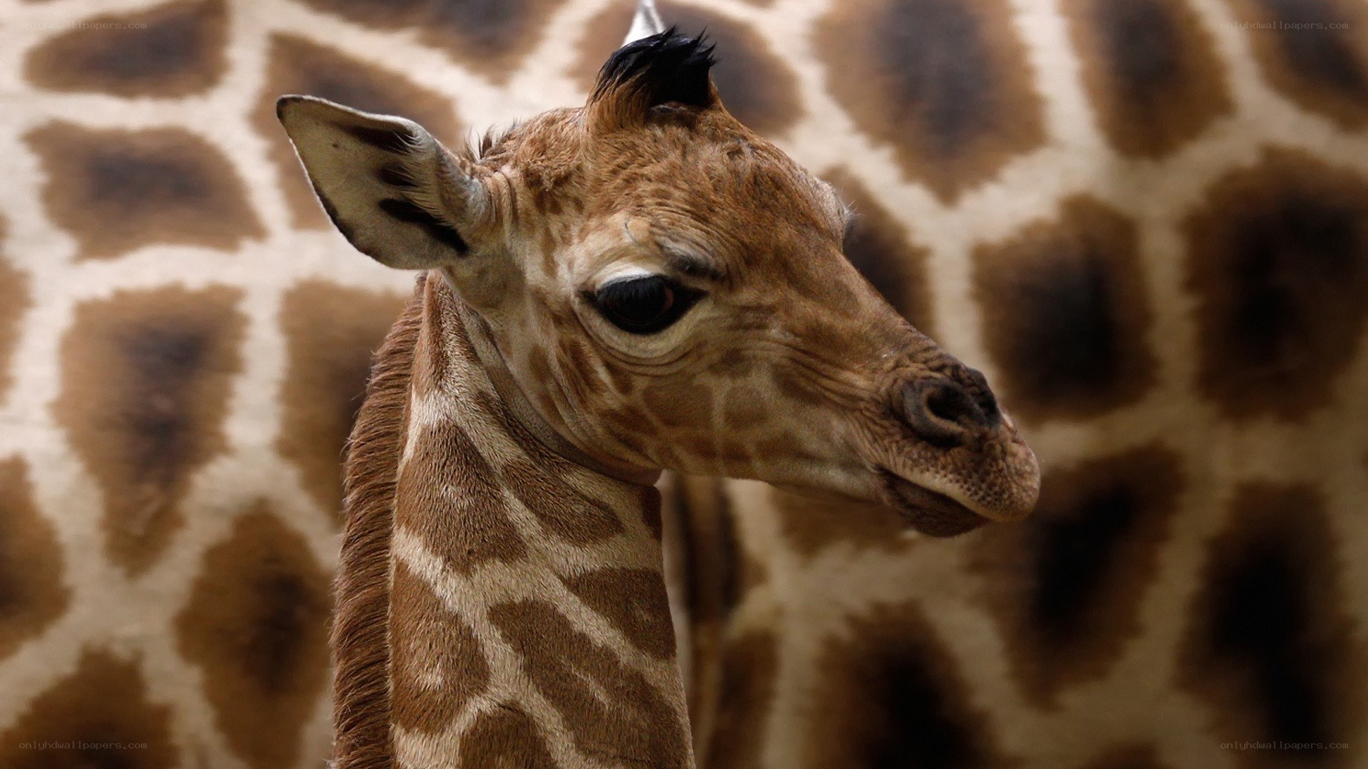 Baby giraffe close-up