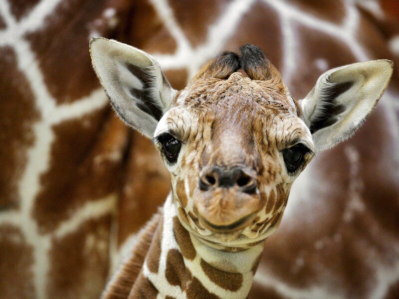 Baby Giraffe Face — Brown
