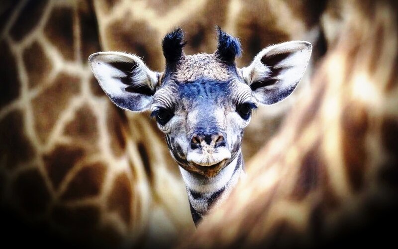 Baby Giraffe Face