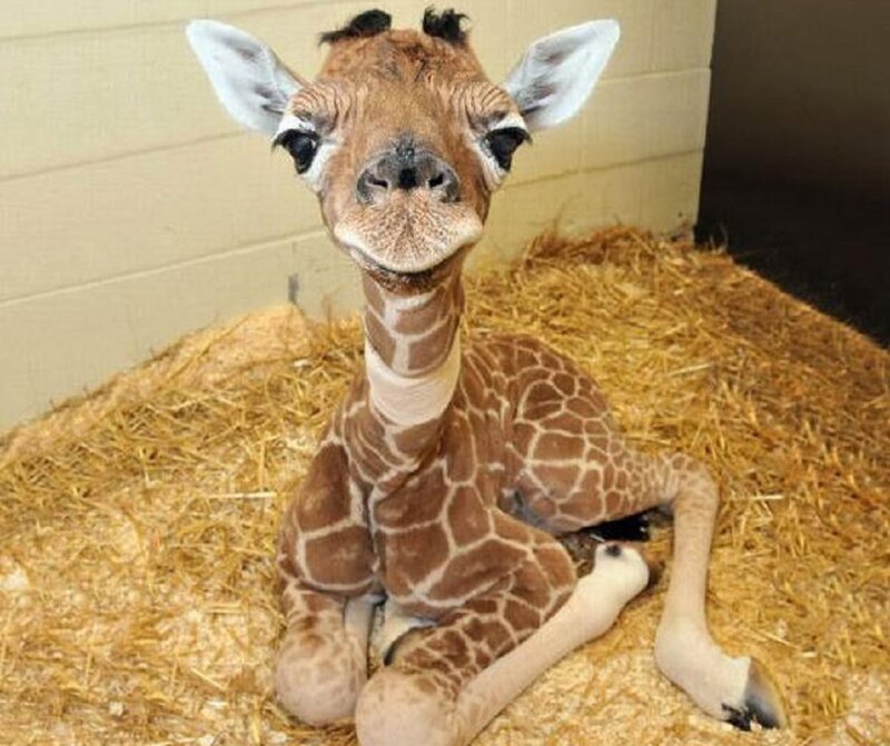 Baby Giraffe Lying Down