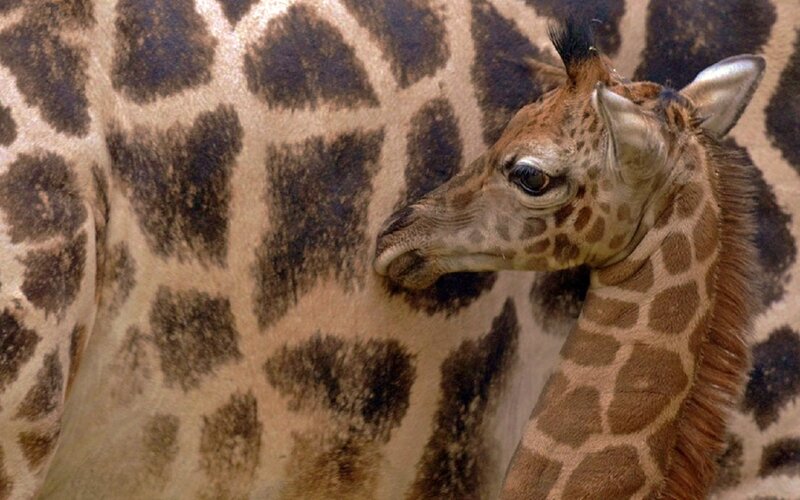 Baby Giraffe Nuzzling
