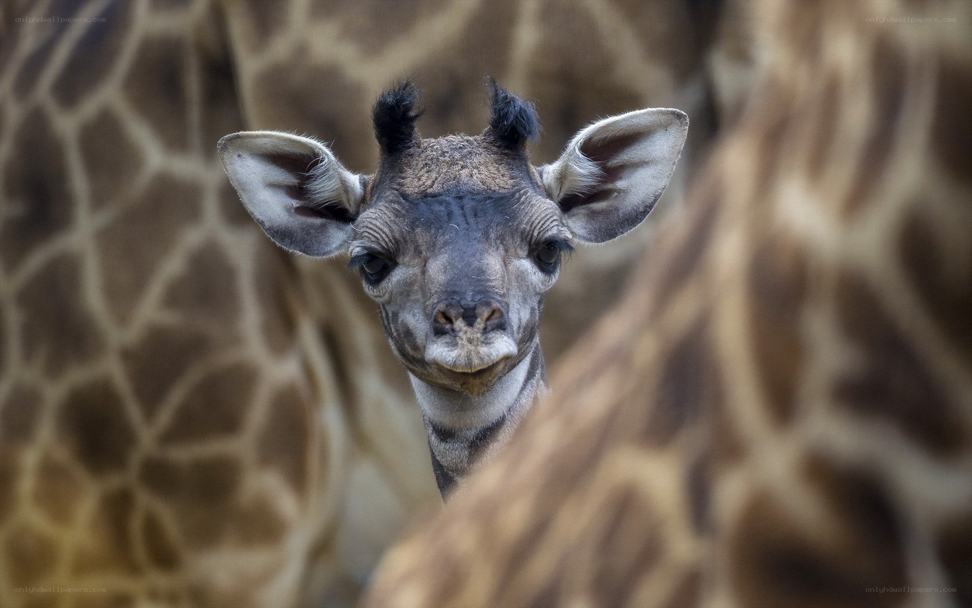 Baby giraffe peeking out