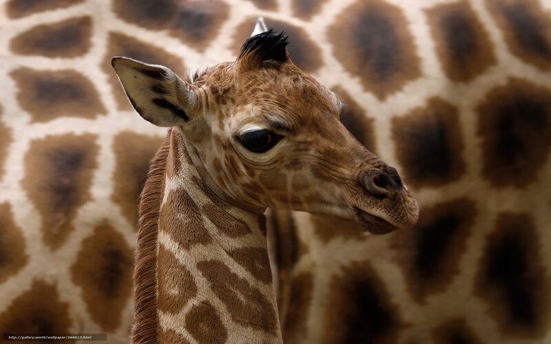 Baby giraffe portrait
