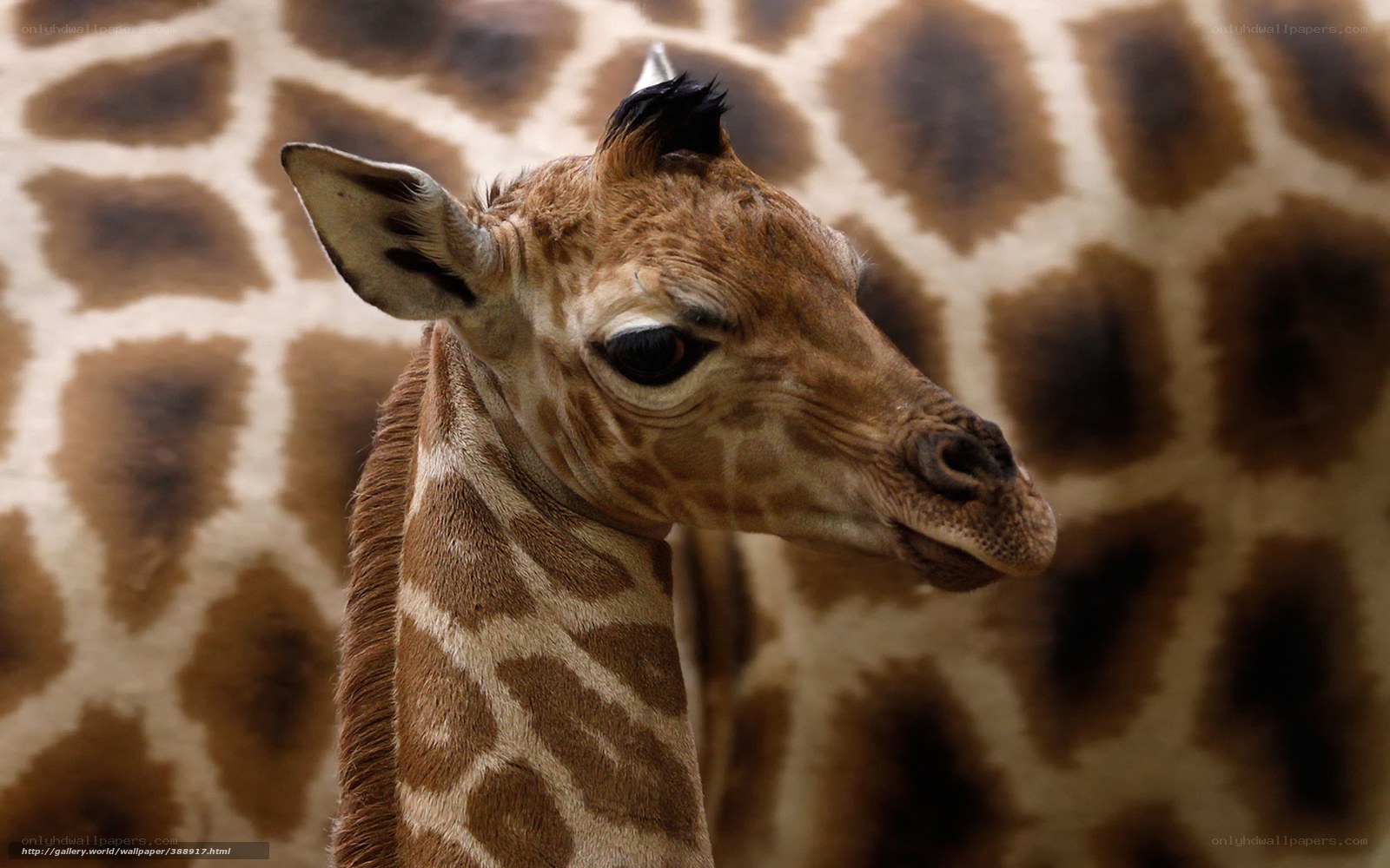 Baby giraffe portrait