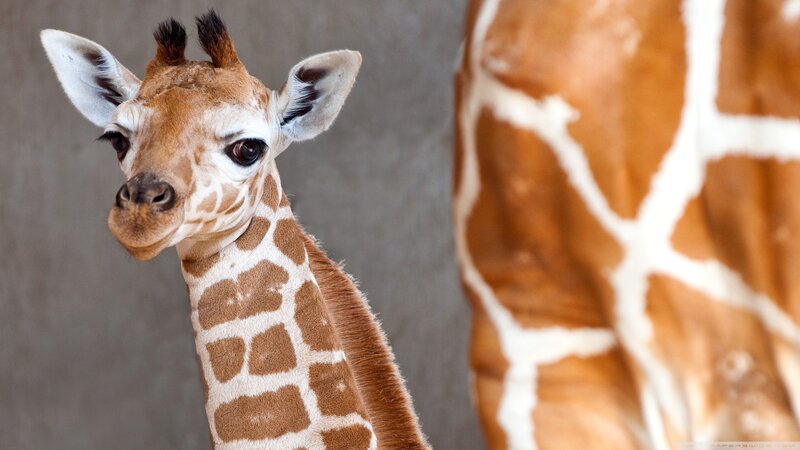Baby giraffe with adult