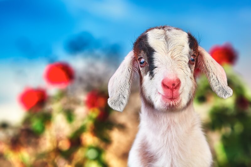 Baby Goat in Flowers