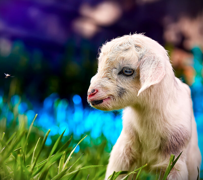 Baby Goat in Grass