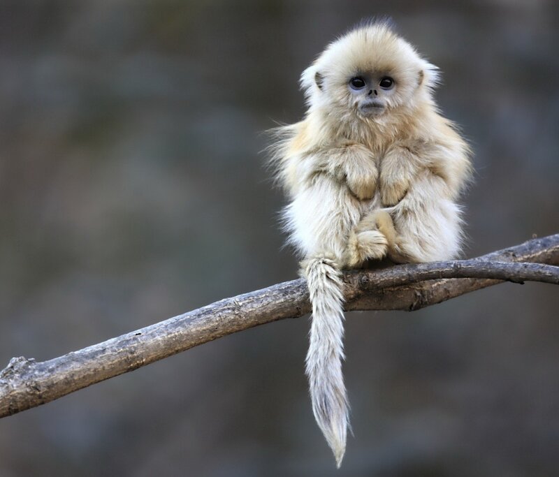 Baby golden snub-nosed monkey