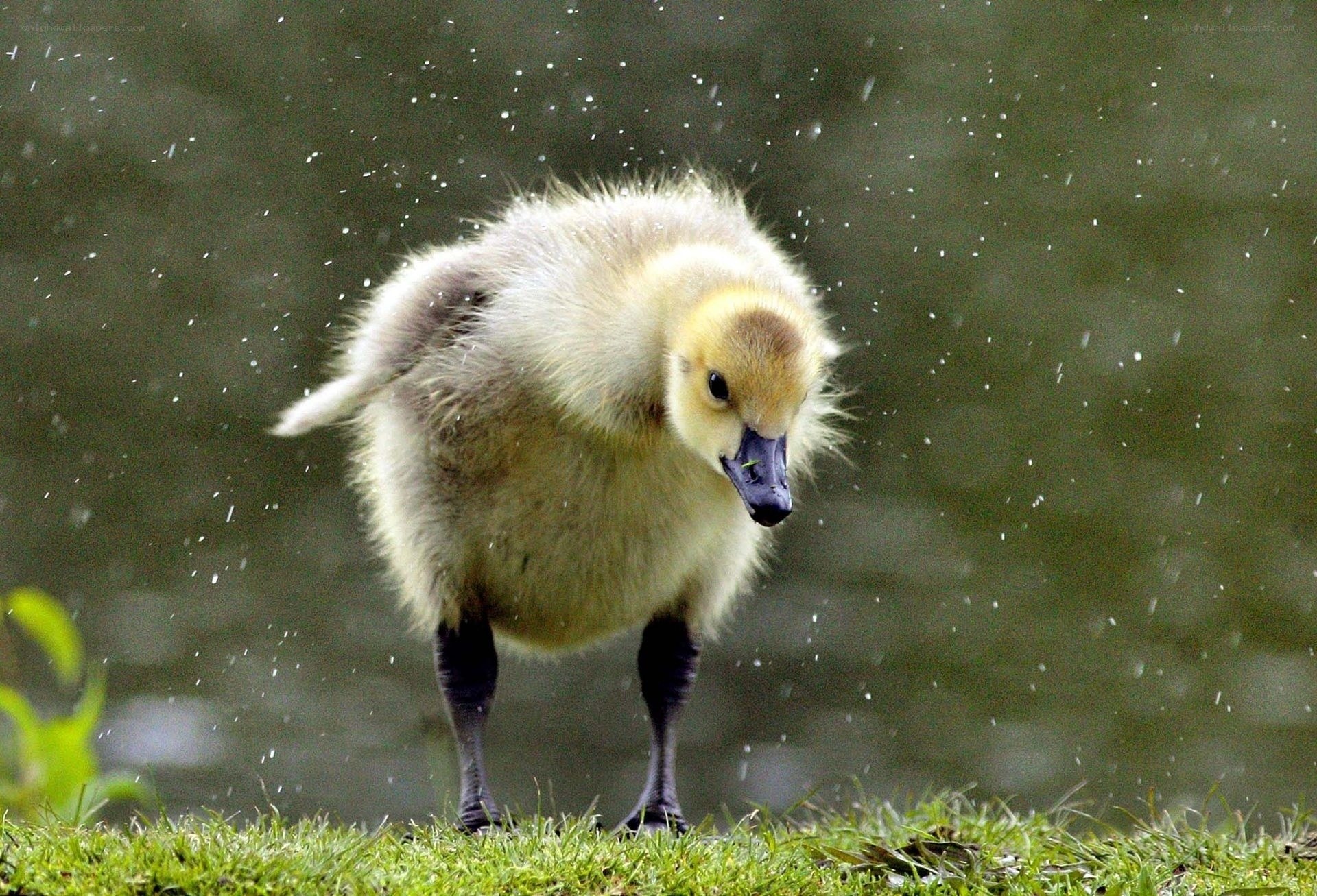 Baby goose shaking off water