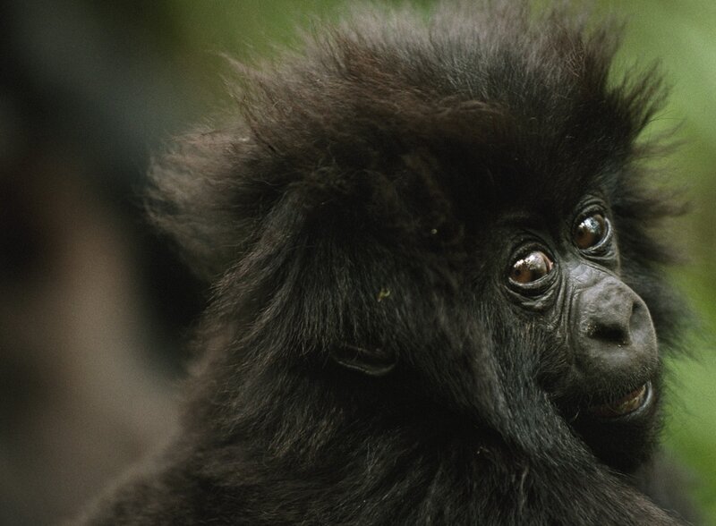 Baby Gorilla Face
