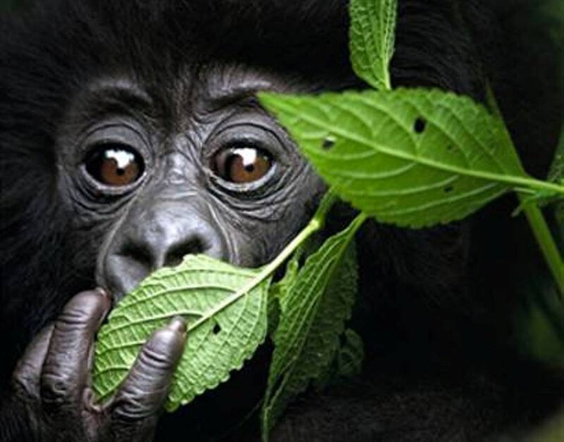 Baby Gorilla Holding Leaf