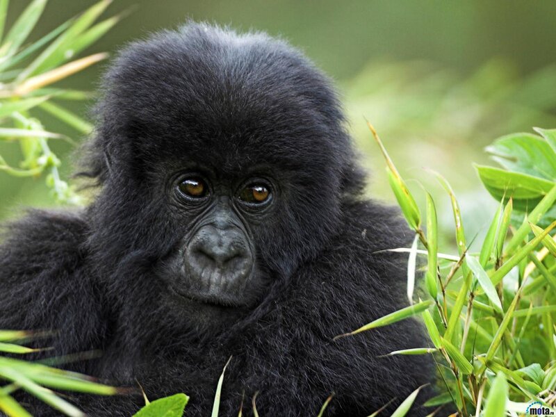 Baby Gorilla in Foliage — Black, Calm